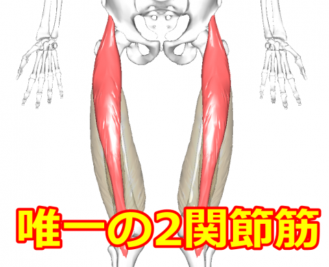 指圧 マッサージ 大腿直筋を施術する時に大事な考え方 東京 千葉の整体学校 整体スクールはほぐし職人学院